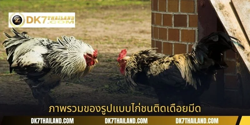 ภาพรวมของรูปแบบไก่ชนติดเดือยมีด