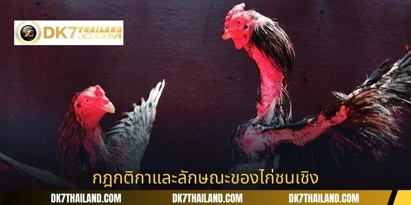 กฎกติกาและลักษณะของไก่ชนเชิง