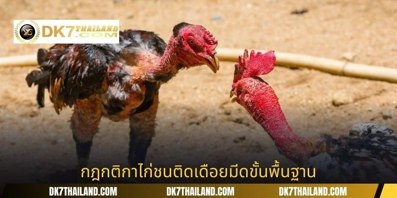 กฎกติกาไก่ชนติดเดือยมีดขั้นพื้นฐาน