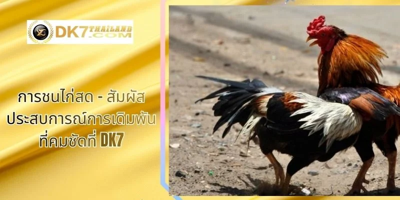 การชนไก่สด – สัมผัสประสบการณ์การเดิมพันที่คมชัดที่ DK7
